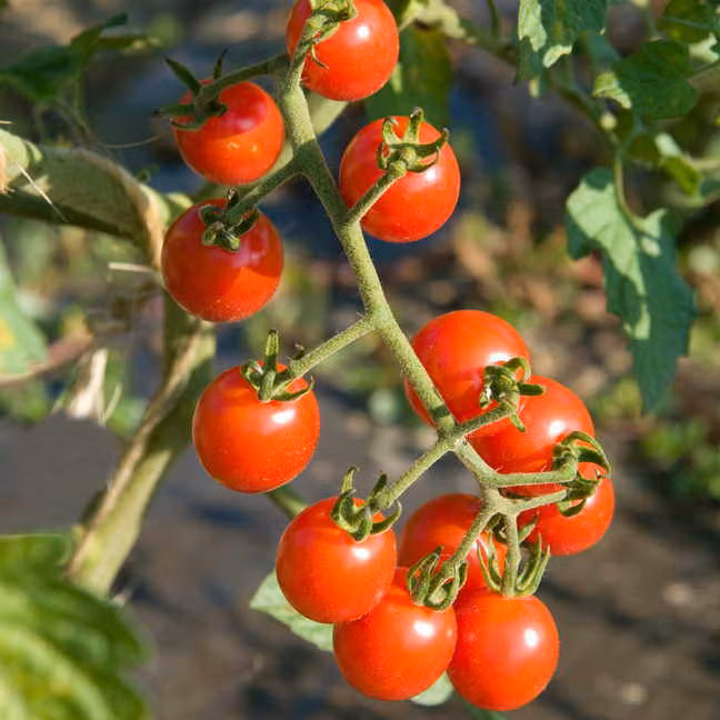 Ở vùng thời tiết nóng, khi nhiệt độ vào ban đêm xuống thấp nhất là 24oC thì hầu hết cây cà chua sẽ ngừng ra quả mới. Trong khi đó, những quả đã ra thì sẽ lớn rất nhanh.