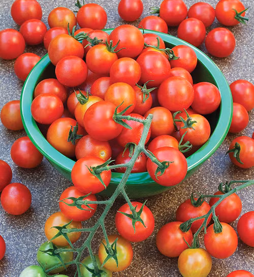 Giá hạt giống cà chua cherry tại các cửa hàng rao bán dao động từ 30.000 đồng/gói.