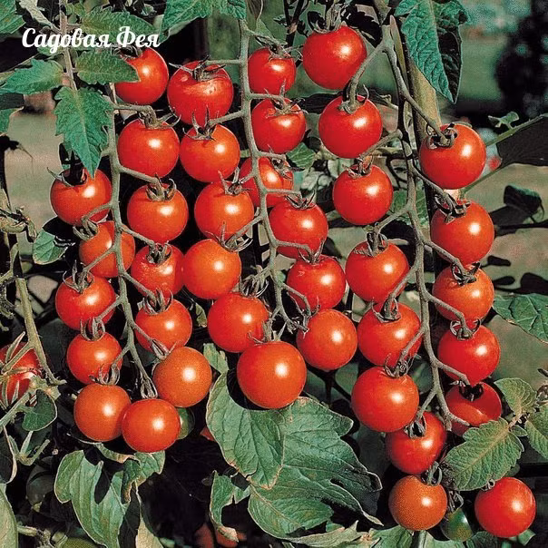 Ngoài ra, nó còn đảm bảo bạn có đủ không gian để tưới nước, làm cỏ và thu hoạch quả. Trong 7 - 10 ngày đầu tiên sau khi trồng, tưới đều đặn 500ml nước ấm 25 - 30oC cho cây mỗi ngày.