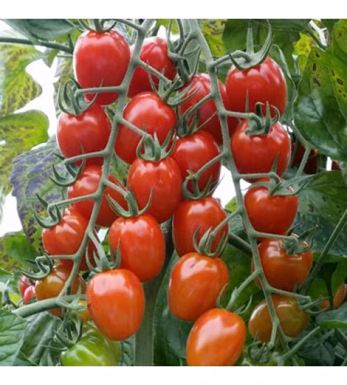 Có thể gieo hạt vào bầu, vào khay xốp hoặc trên luống ươm rồi nhổ đi trồng sau 20-22 ngày tuổi khi cây có 3-5 lá thật, cứng cáp, không sâu bệnh.