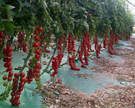 Vị trí trồng lý tưởng nhất cho cây cà chua là nơi có đầy đủ ánh nắng mặt trời, ít nhất là 6 - 7 tiếng/ngày. Cà chua cần rất nhiều ánh nắng ấm áp để có hương vị thơm ngon.