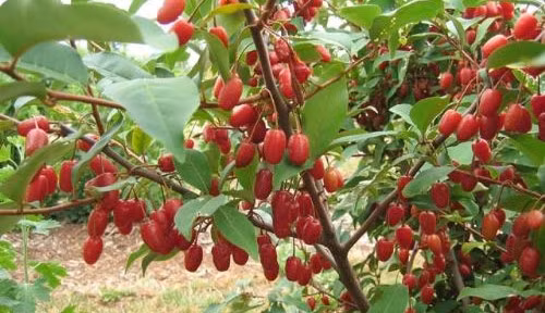 Đặc biệt, giống quả mọng này cho năng suất khá cao nên được nhiều nhà vườn trồng phổ biến.