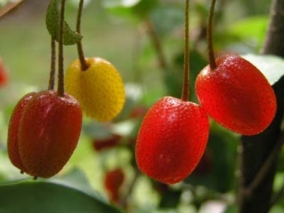 Do có màu sắc bắt mắt nên loại quả này thường được các bà nội trợ dùng nấu nước sốt, làm bánh nướng và thạch.