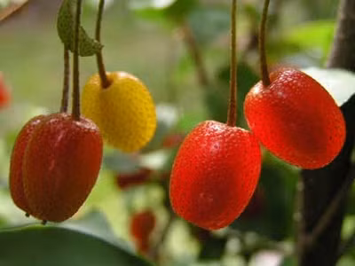 Do có màu sắc bắt mắt nên loại quả này thường được các bà nội trợ dùng nấu nước sốt, làm bánh nướng và thạch.