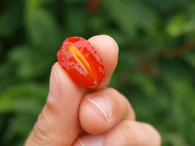 Bên trong quả Goumi Berries cũng có một hạt lớn giống trái nhót.
