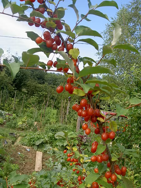 Giống cây ăn quả này có thể thích nghi với nhiều loại đất và thường cho thu hoạch quả sau 1-2 năm tính từ lúc trồng.