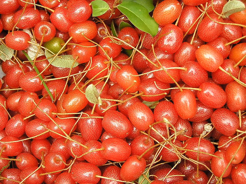  Quả lạ giống nhót Goumi Berries cho trái cây ngon ngọt, màu đỏ đẹp mắt.