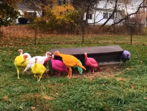 Đây là món quà mọi người dành tặng lũ trẻ trong vùng nhân dịp Giáng Sinh. Chẳng bao lâu sau, du khách từ xa kéo về đây để chiêm ngưỡng những con gà lông màu trong dịp nghỉ lễ.