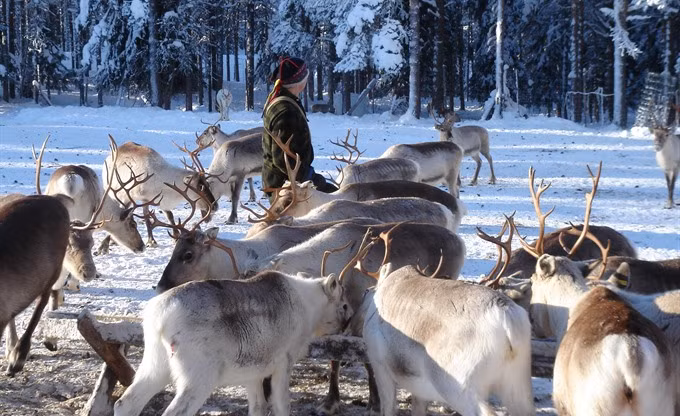 Có khoảng 200.000 con tuần lộc được chăn nuôi ở Phần Lan thì tỉnh Lapland sở hữu tới 6.500 con.