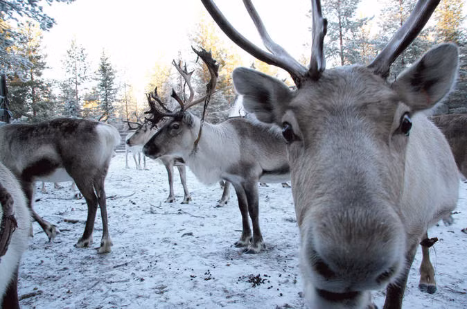 Kích thước của trọng lượng của tuần lộc phụ thuộc vào giới tính và tuổi tác. Những con đực trưởng thành đạt chiều cao khoảng 1 m và nặng trung bình 170 kg. Con cái có chiều cao tương tự song trọng lượng chỉ vào khoảng 90 kg.