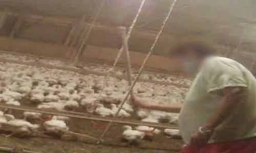 Đoạn phim được ghi hình tại trang trại nuôi gà Tyson Foods, ở Tennessee (Mỹ) một trong những cơ sở chính cung cấp nguyên liệu thịt gà cho McDonald's. Tại trang trại Tyson Foods, hơn 120.000 con gà được nuôi nhốt trong điều kiện chật chội, kém vệ sinh.