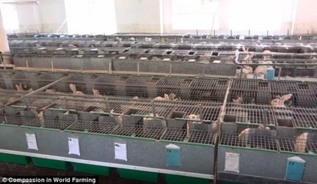 Đây không phải trang trại chăn nuôi duy nhất đối xử tàn tệ với vật nuôi.