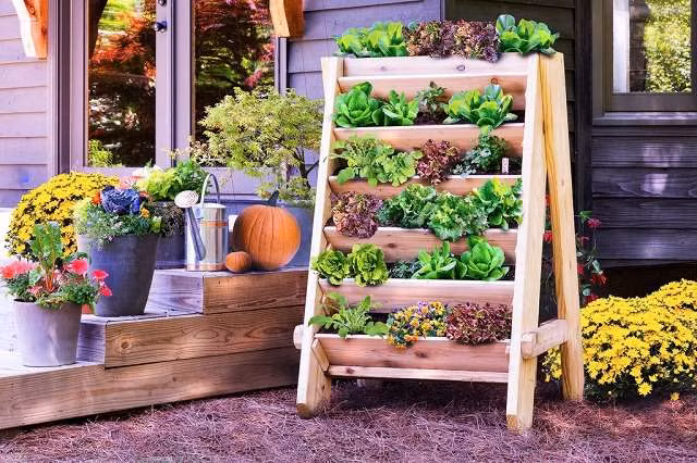 Nếu không có nhiều không gian, bạn có thể trồng một vườn rau xanh thẳng đứng tiện lợi.