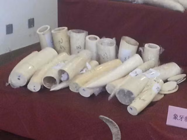 Cảnh sát Bắc Kinh cho biết rằng, tổng cộng có tới 804kg ngà voi quý hiếm, cộng với 11,3 kg sừng tê giác và 35 chiếc chân gấu.