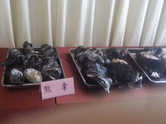 Mới đây, cảnh sát Tanzania bắt giữ phụ nữ Trung Quốc Yang Feng Glan có biệt danh "Nữ hoàng ngà voi" với tội danh buôn lậu 706 bộ ngà voi trong hơn 15 năm qua. Yang Feng Glan được ví von như “nữ hoàng ngà voi” vì tiền sử khét tiếng của bà trong thời gian cầm đầu đường dây buôn lậu sản vật quý ở châu Phi. Trong hình là những khay chân gấu khổng lồ do cảnh sát tịch thu được.