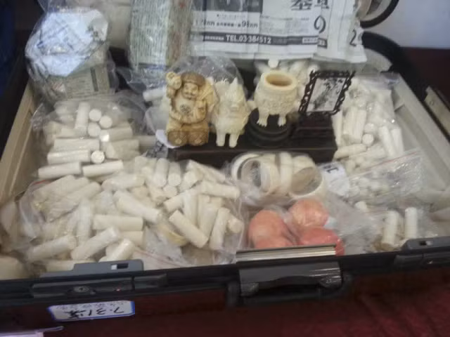 Việc buôn lậu ngà voi gây tổn hại to lớn đối với thế giới động vật hoang dã ở châu Phi, đặc biệt là Tanzania.