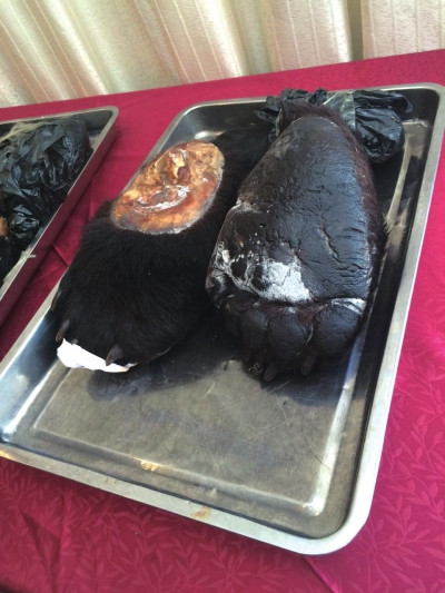 Yang là người đứng đằng sau công việc kinh doanh ngà voi bất hợp pháp trị giá hàng triệu USD, sử dụng quan hệ với tầng lớp thượng lưu Trung Quốc và Tanzania để vận chuyển ngà voi đi khắp thế giới.