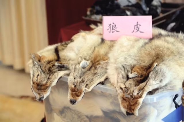 Cảnh sát nghi ngờ số hàng này đã được nhập lậu vào đất liền nước này từ Nhật Bản thông qua Hong Kong. Cảnh sát cũng cho rằng băng đảng buôn lậu đã sử dụng nhà kho, nhà máy và các cửa hàng đồ cổ là vỏ bọc cho các hoạt động bất hợp pháp của họ và sử dụng thông tin giao dịch trực tuyến bất hợp pháp để phân phối.