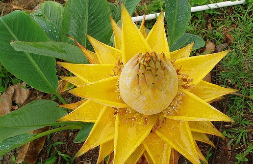 Cây chuối tài lộc cao xấp xỉ 1,5 m sau khi cây trưởng thành.