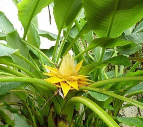 Thời điểm này, nhiều nhà vườn đã bắt đầu thu mua hạt giống chuối tài lộc để trồng, chờ bán dịp Tết.