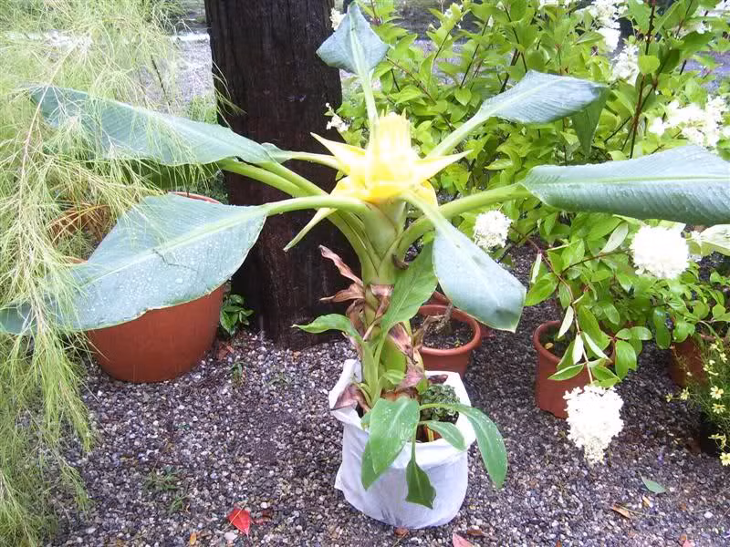 Hoa chuối sen vàng bền tới 5 - 6 tháng nên có sức cạnh tranh cao hơn so với các loại cây cảnh khác.