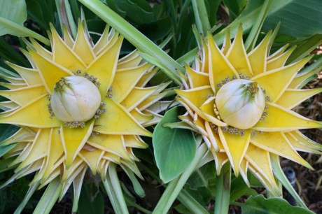 Những bông hoa chuối tài lộc nở đẹp giống như đài sen.