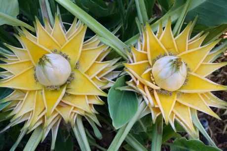 Những bông hoa chuối tài lộc nở đẹp giống như đài sen.