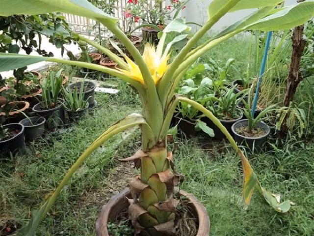 Trong khi nhiều người mua hạt giống về trồng làm cây cảnh trong nhà thì nhiều người thu mua hạt này chủ yếu để trồng cây kinh doanh dịp Tết.