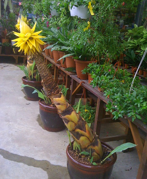 Cây có thể trưng bày khá lâu, vì thời gian hoa nở kéo dài 6 - 7 tháng, hoa có hạt có thể ươm gieo tiếp.