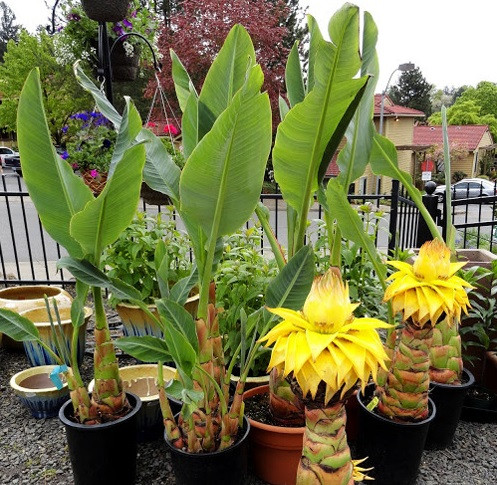 Gần cuối năm là thời điểm thị trường hoa quả, cây cảnh sôi động nhất. Nhiều loại hoa quả, cây cảnh độc lạ như chuối tài lộc được tung ra thị trường để phục vụ nhu cầu người dân trưng bày dịp Tết.