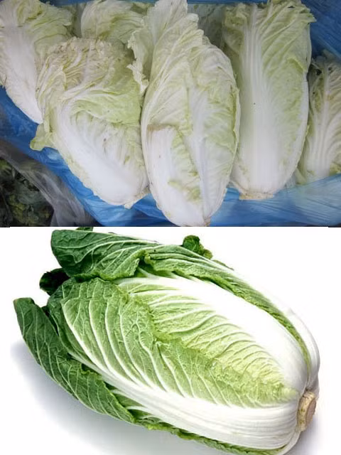 Cải thảo Đà Lạt (trên), bắp tròn trịa. Còn cải thảo Trung Quốc (dưới) lá xanh đậm, thon dài.