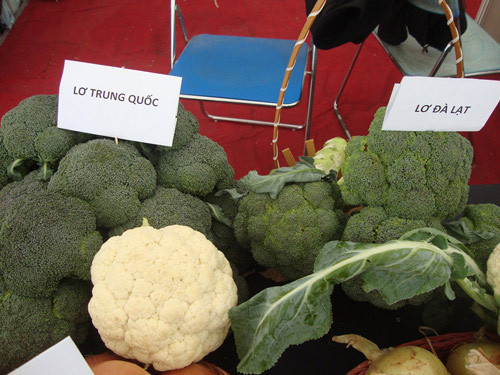 Lơ Trung Quốc thường có màu xanh đậm hơn, các múi to hơn lơ Đà Lạt. Lơ Đà lạt cây dài và to, mỗi cây lại chia thành nhiều bông và có màu xanh nhạt hơn.