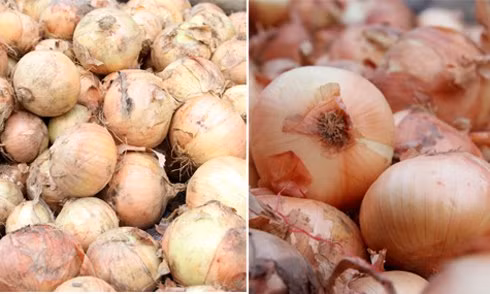 Theo những người bán hàng, hành tây Trung Quốc (trái) có vỏ xanh, kích thước đồng đều hơn. Trong khi đó, hành tây Đà Lạt (phải) thường bóng, có hình dạng tròn đều hoặc bầu dục, có màu vàng, tím hoặc trắng.