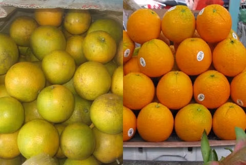 Cam Vinh (trái) trái tròn, nhỏ, có màu xanh vàng, vỏ thường bị nám. Cam Trung Quốc trái to, có màu vàng tươi, vỏ mỏng, trơn láng, không hạt; múi có mùi úng.