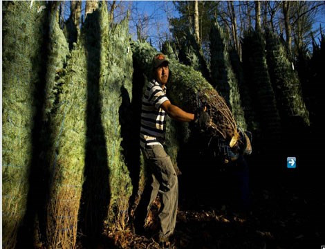 Cứ gần tới dịp Noel, người dân khu vực Bắc Carolina lại hối hả với việc thu hoạch cây thông.