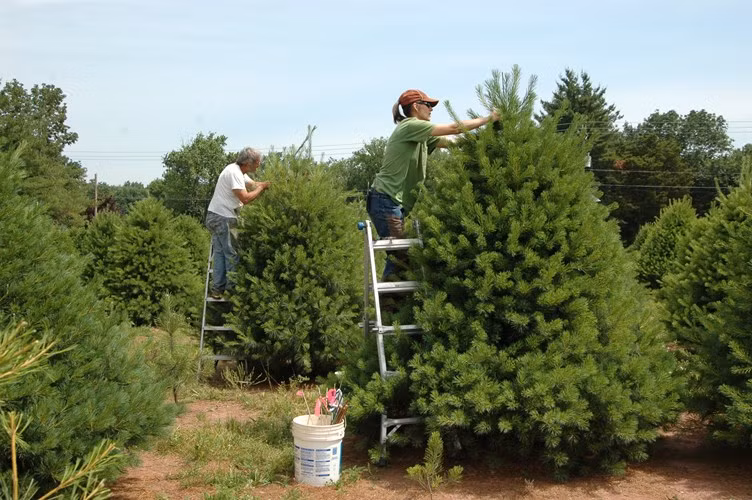 Để cây thông có hình dáng đẹp chuẩn, người trồng thường xuyên phải cắt tỉa từ khi còn nhỏ. Khi cây thông đã đủ tiêu chuẩn về chiều cao, hình dáng đẹp, người ta bắt đầu thu hoạch.
