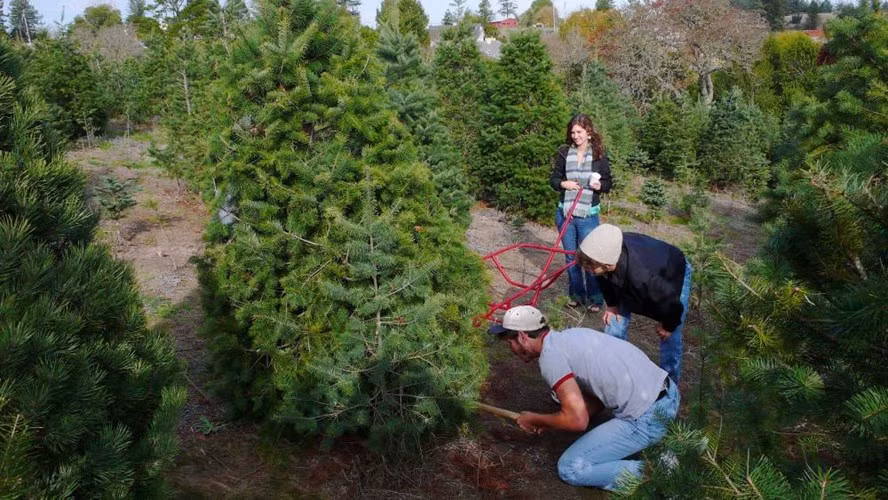 Chăm sóc thông tới lúc trưởng thành cũng là một việc không mấy dễ dàng. Cây thông thường dễ mắc khá nhiều bệnh như: thối rễ, sâu đục gốc. Do đó, các chủ trang trại trồng thông thường phải phun thuốc trừ sâu và bón phân cho cây phát triển tốt.