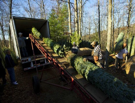 Những cây thông được chuyển lên xe để vận chuyển đến khách hàng.