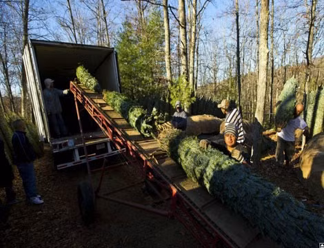 Những cây thông được chuyển lên xe để vận chuyển đến khách hàng.