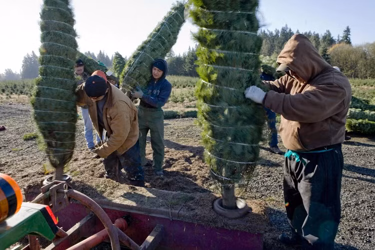Người ta thường dùng dây hoặc túi lưới để cuốn gọn những cây thông giúp việc vận chuyển trở nên thuận lợi hơn khi giao tới tay khách hàng.