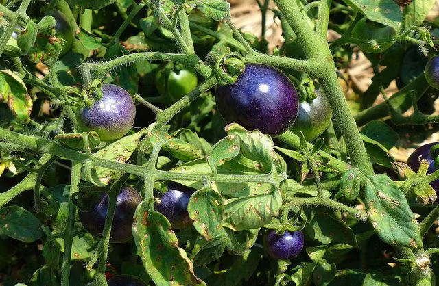 Mỗi gốc cà chua cho thu hoạch từ 5 - 7kg quả/vụ.