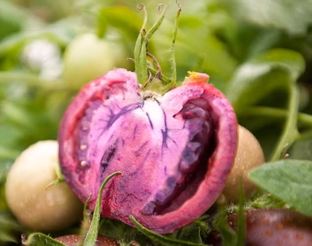  Cà chua tím được nhận xét là giống cây trồng siêu lợi nhuận.