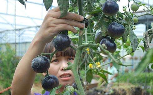 Màu sắc của cà chua tím bị chi phối bởi anthocyanin, hợp chất thường được tìm thấy trong quả việt quất, mâm xôi và quả mọng có màu đậm khác.