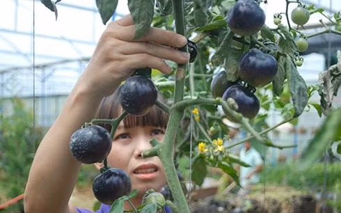 Màu sắc của cà chua tím bị chi phối bởi anthocyanin, hợp chất thường được tìm thấy trong quả việt quất, mâm xôi và quả mọng có màu đậm khác.