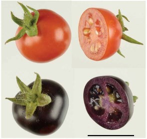 Giống cà chua tím lại được khoa học chứng minh mang đến lợi ích sức khỏe nên rất nhiều bà nội trợ ưa chuộng.