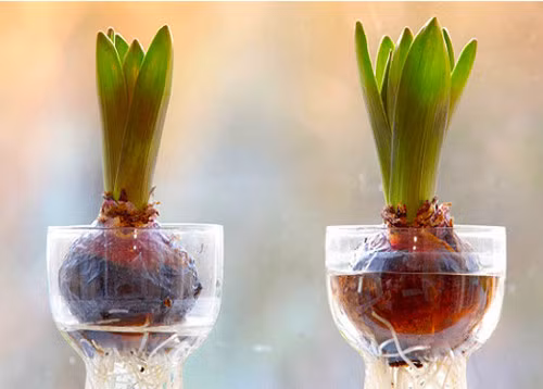 Hàng ngày bạn cần thay nước 1 lần cho đến khi cây ra hoa để nước luôn sạch và không có cặn đục. Khi bộ rễ đã ra nhiều cứng cáp hơn trước thì ta đưa cây đến nơi sáng và thoáng mát. Từ đó cho đến lúc ra hoa, cây tiên ông không cần chăm sóc nhiều.