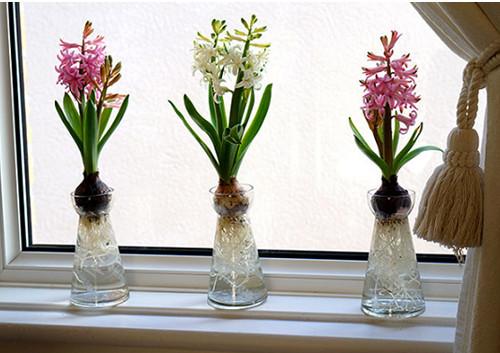 Trồng thủy canh bạn cũng có thể điều chỉnh để cây ra hoa theo đúng ý muốn bằng cách thay đổi nhiệt độ nước trong bình. Nếu muốn hoa lâu nở thì dùng nước lạnh và muốn kích hoa nở nhanh hơn thì dùng nước ấm hơn.