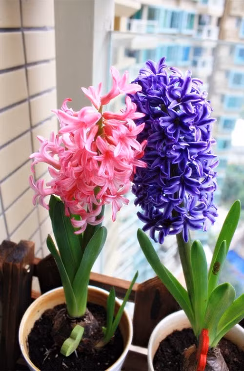 So với các loại cây cảnh nhập ngoại khác thì cây tiên ông không kém phần rực rỡ bởi vẻ đẹp kiêu kì và mùi thơm dễ chịu. Do đó, rất nhiều người tự tay trồng chậu hoa tiên ông chưng Tết với mong muốn đem lại may mắn cho gia đình trong năm mới.