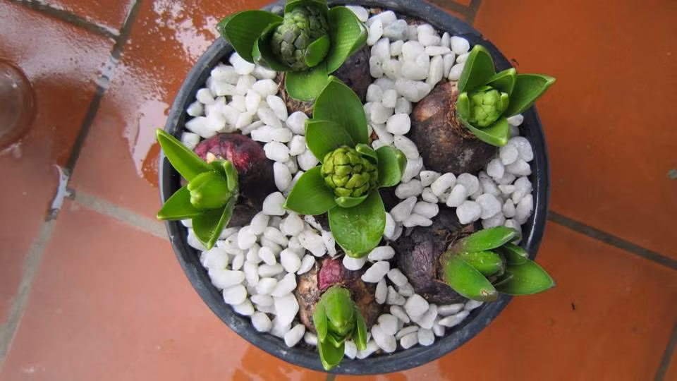 Sau đó, bạn cần chuẩn bị đất tơi xốp để trồng củ giống. Đặt củ vào trong chậu sâu khoảng 5 cm và cách nhau khoảng 7 cm, chú ý để phần chóp củ nổi lên trên mặt đất là đạt yêu cầu. Sau đó duy trì độ ẩm cho cây. Khi sờ thấy đất khô thì phải mau chóng bổ sung nước cho cây ngay để cây mau nảy mầm và mau lớn.