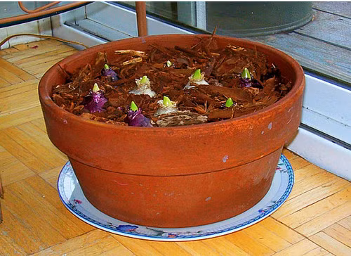 Khi chọn củ nên chọn những củ lành lặn, vỏ bóng màu sắc sáng và không có mùi hôi. Trước khi đem trồng trong chậu củ hoa tiên ông nên được làm lạnh từ trước trong tủ lạnh giúp cây bật chồi rồi sau đó đem trồng sẽ nhanh cho ra hoa hơn. Củ giống trước khi trồng cần được buộc kín bằng túi và cho vào tủ lạnh ở nhiệt độ từ 2 đến 8 độ C.